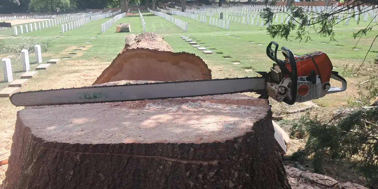 A chainsaw resting across a freshly cut stump at a national cemetery, with rows of headstones beyond the work area.