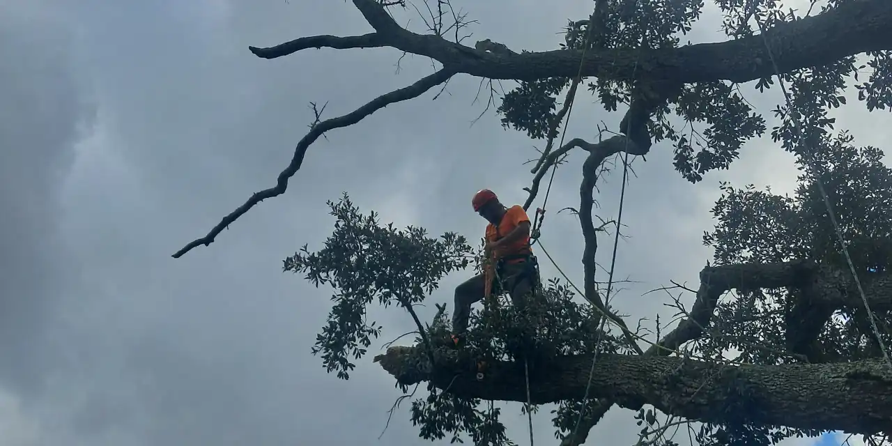 An arborist in a helmet and harness working a limb high in a live oak canopy on multiple lines.