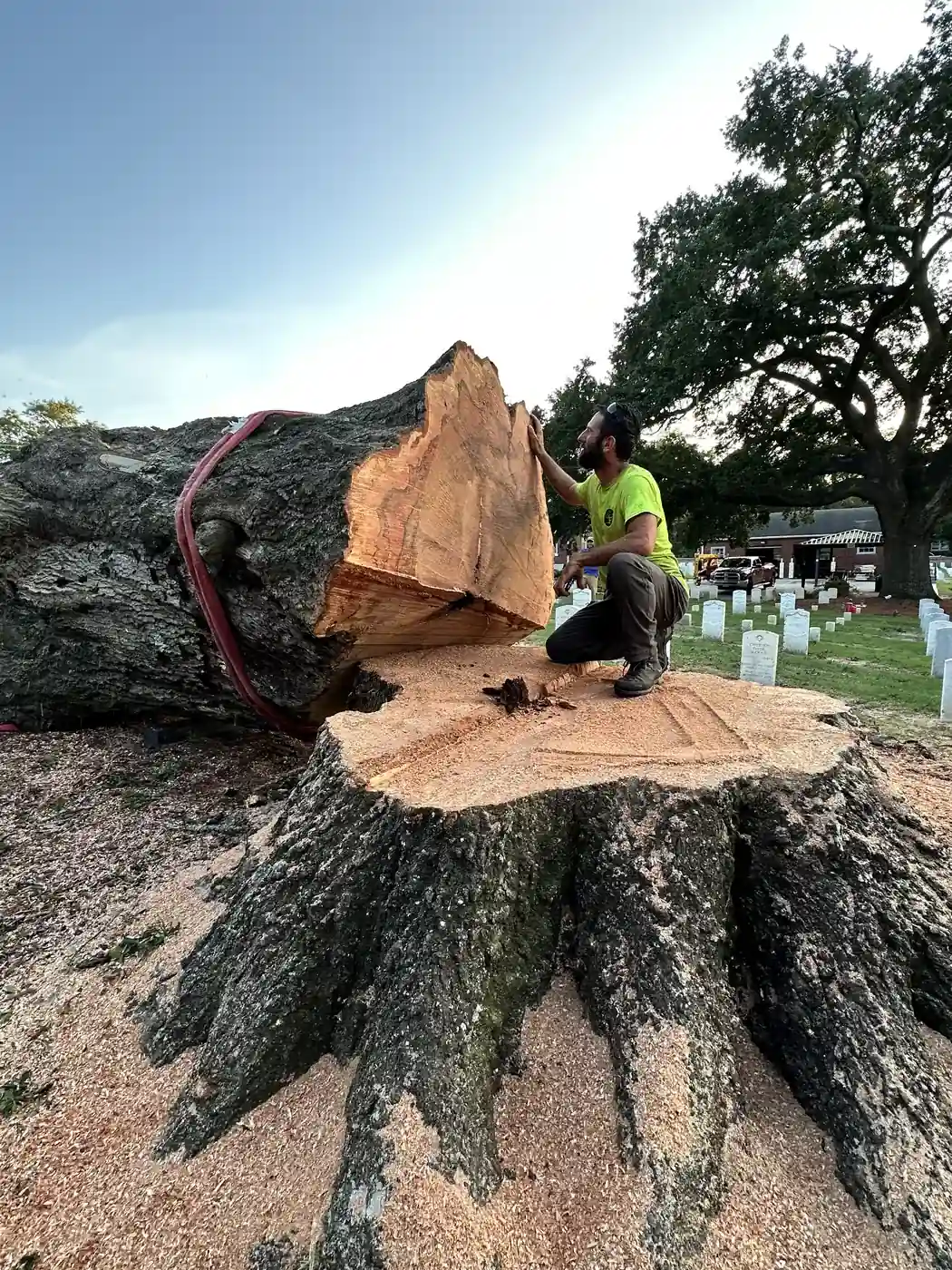 A crew member kneeling on a freshly cut stump beside the felled trunk section, with national cemetery headstones and the site still in use behind