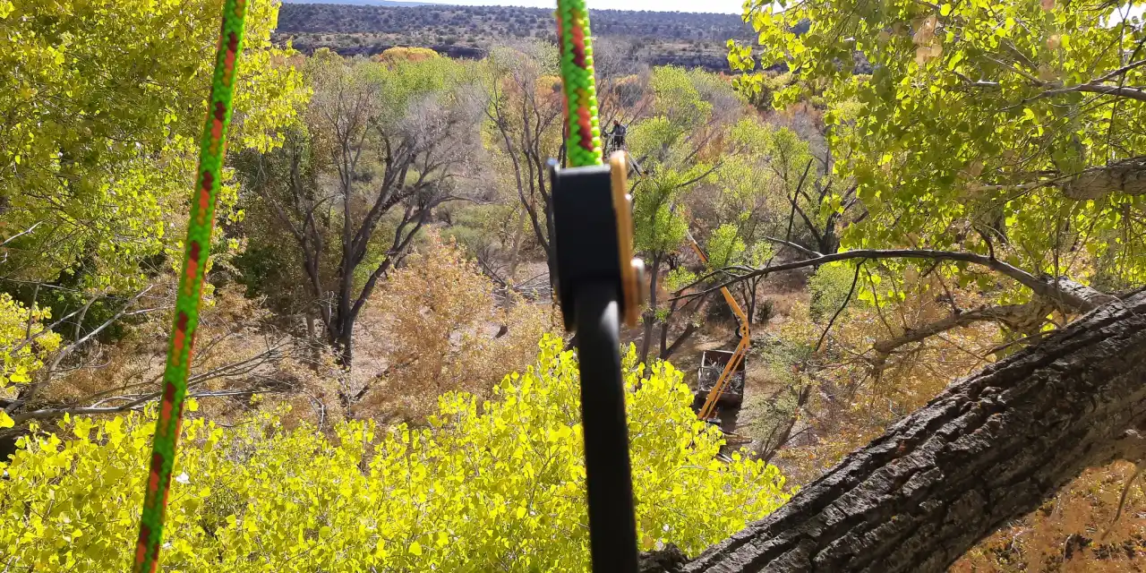 View from a climber's tie-in point in a mature cottonwood canopy, with an aerial lift and debris trailer working the riparian corridor below.
