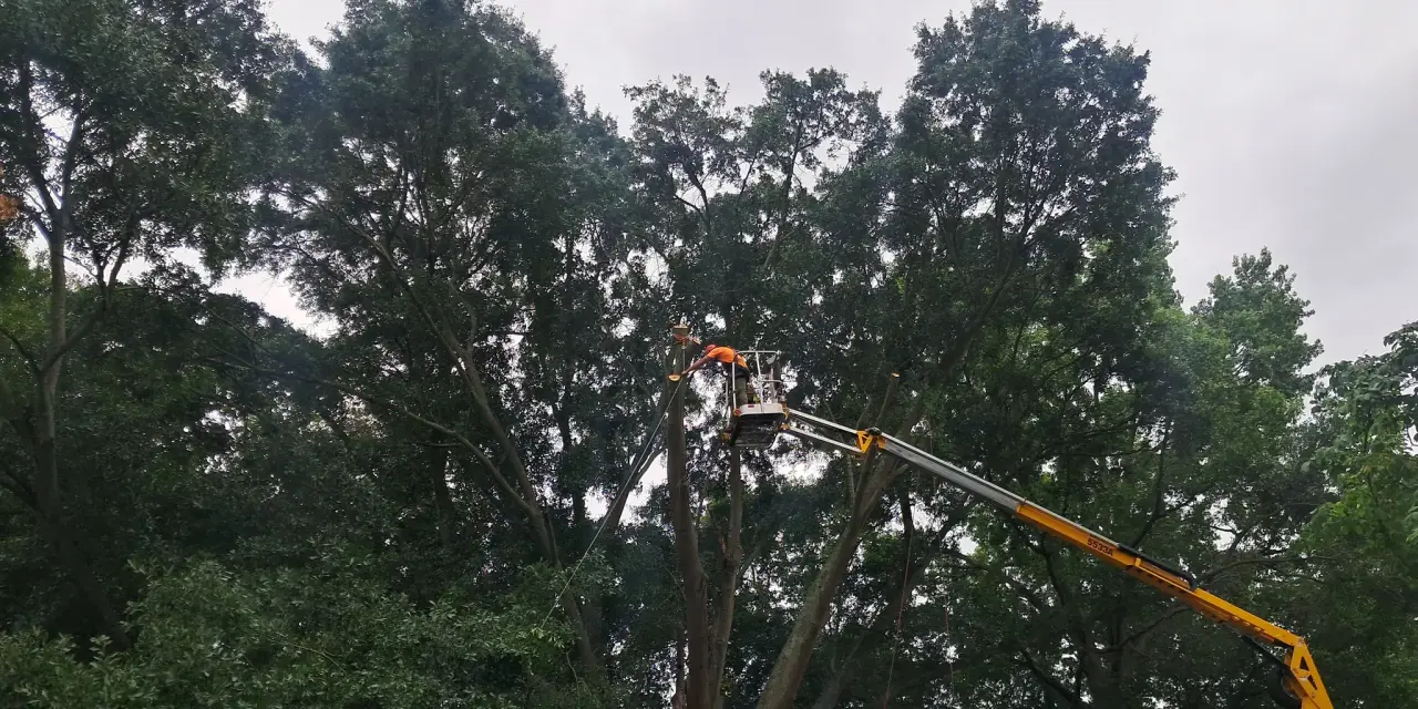 An arborist in an aerial lift making reduction cuts high in a mature hardwood canopy.