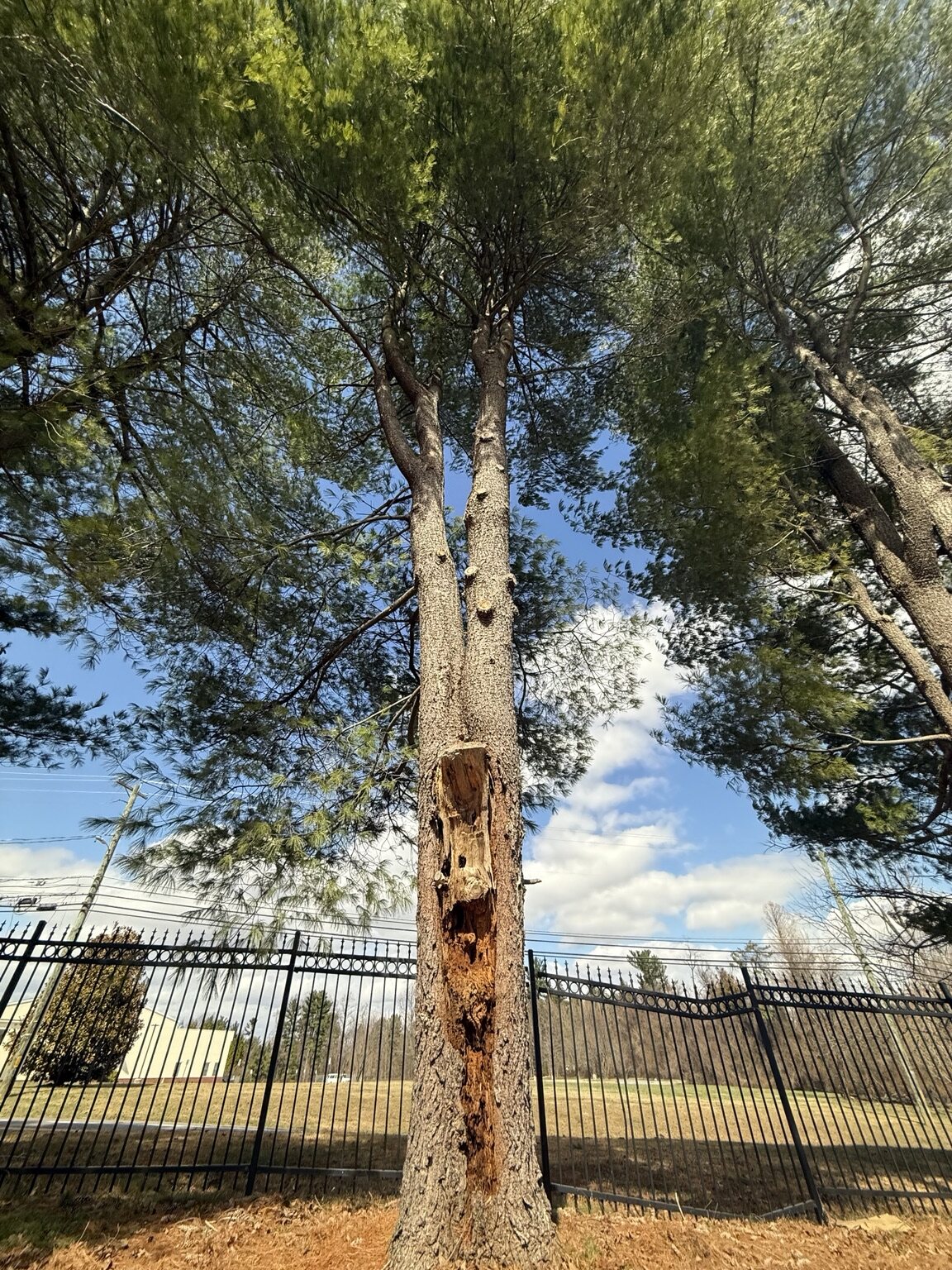 Emergency Tree Service by Chris Tree Services in Maryland