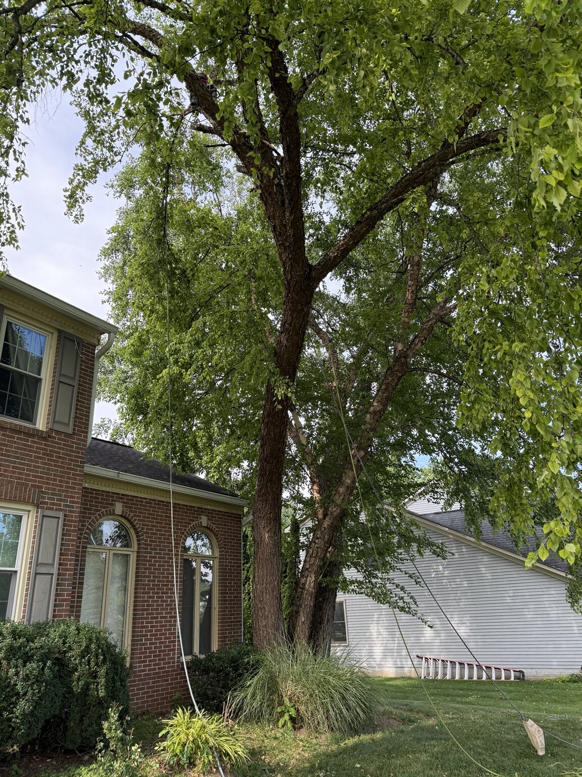 Tree Trimming & Pruning by Chris Tree Services in Maryland