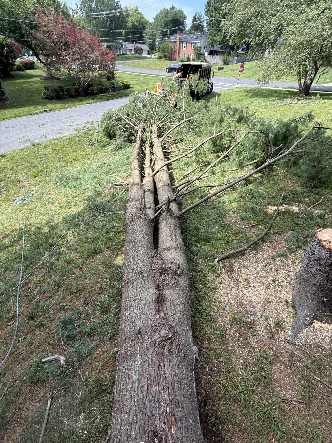 Tree Removal by Chris Tree Services in Maryland
