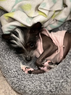 Day One Donut Portrait: 14 weeks old, 2.7 lbs, curled in her pink onesie with those giant curious eyes looking right at the camera.