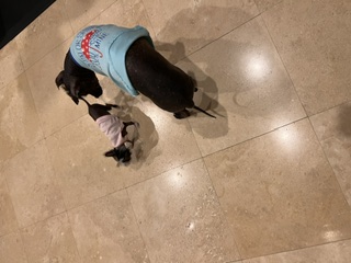 Day One Summit: Baby Pixie (2.7 lbs in baby pink) introducing herself to her brother Tupak, the Mexican Hairless, on the travertine floor.