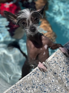 Aquatic Crested: direct eye contact at the pool edge. Wet crest, total poise.