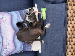 The Bully Stick Incident
