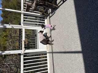 Lanai Showdown: Pixie in hot pink launching airborne against her big brother.