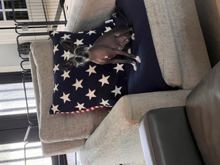 The Patriotic Perch: Pixie holding court atop the navy star pillow.