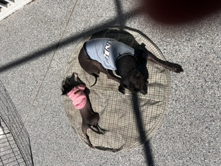Aerial nap summit: Pixie in pink curled up on the sunbathing blanket with her brother Tupak on the Ninja floor.