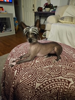 The Ottoman Queen. Paisley throne, crest fluffed, six pounds of undisputed authority.