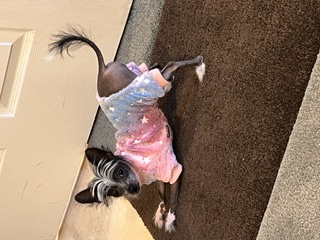 The Pastel Star-print hoodie on the welcome mat. Runway-ready stance.