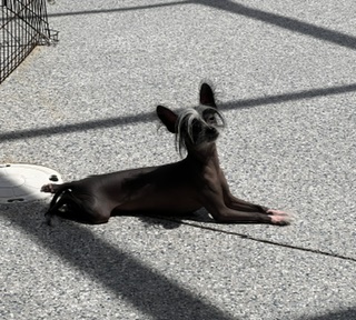 High-Fashion Sploot: Pixie stretched long in the afternoon sun, front paws crossed delicately, crest styled like a runway model.