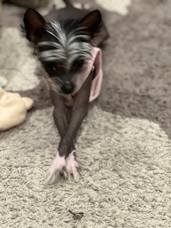 The Crossed Paws pose in couture pink knit. Haute couture dogue.