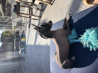 Poolside Sovereignty & The Wet Truth