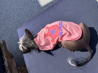 Tiny Princess Era: Baby Pixie sunbathing on the patio cushion wearing her pink 'PRINCESS' crown tee.
