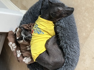 The Donut Bed Co-habitation: Pixie nestled tight against her brother Tupak (in his yellow tee).