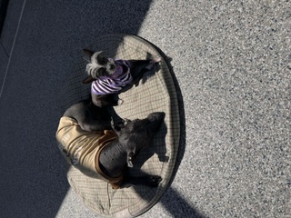 Tupak, the elderly Mexican Hairless, Senior Editor Emeritus