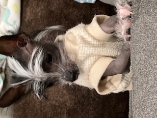 Day 1 at 14 wks. 2.7 lbs of pure ambition in cream waffle-knit.