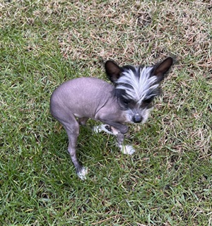 Baby Pixie on day one at 14 weeks old, 2.7 lbs