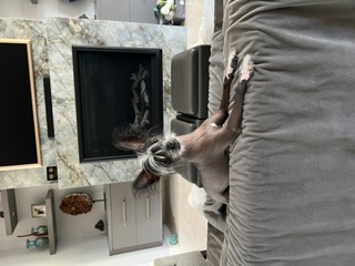 Fireplace perch 2.0: sofa armrest takeover. Paws posted, crest styled, checking the room.