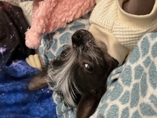 The Upside-Down Side-Eye. Judging everyone in the room from a position of total comfort.