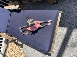 The Lanai Sploot: Maximum Surface Contact