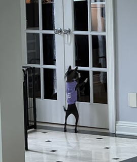 Perimeter Recon: Pixie standing on two legs at the French doors in her purple tank. Surveillance never sleeps.