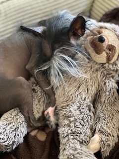 Slotho Pillow: The Eternal Embrace