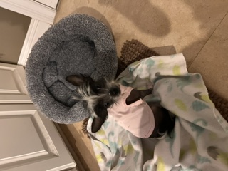 Day One Donut Throne: tucked into the grey donut bed in her pink tee, peering up with instant attitude.