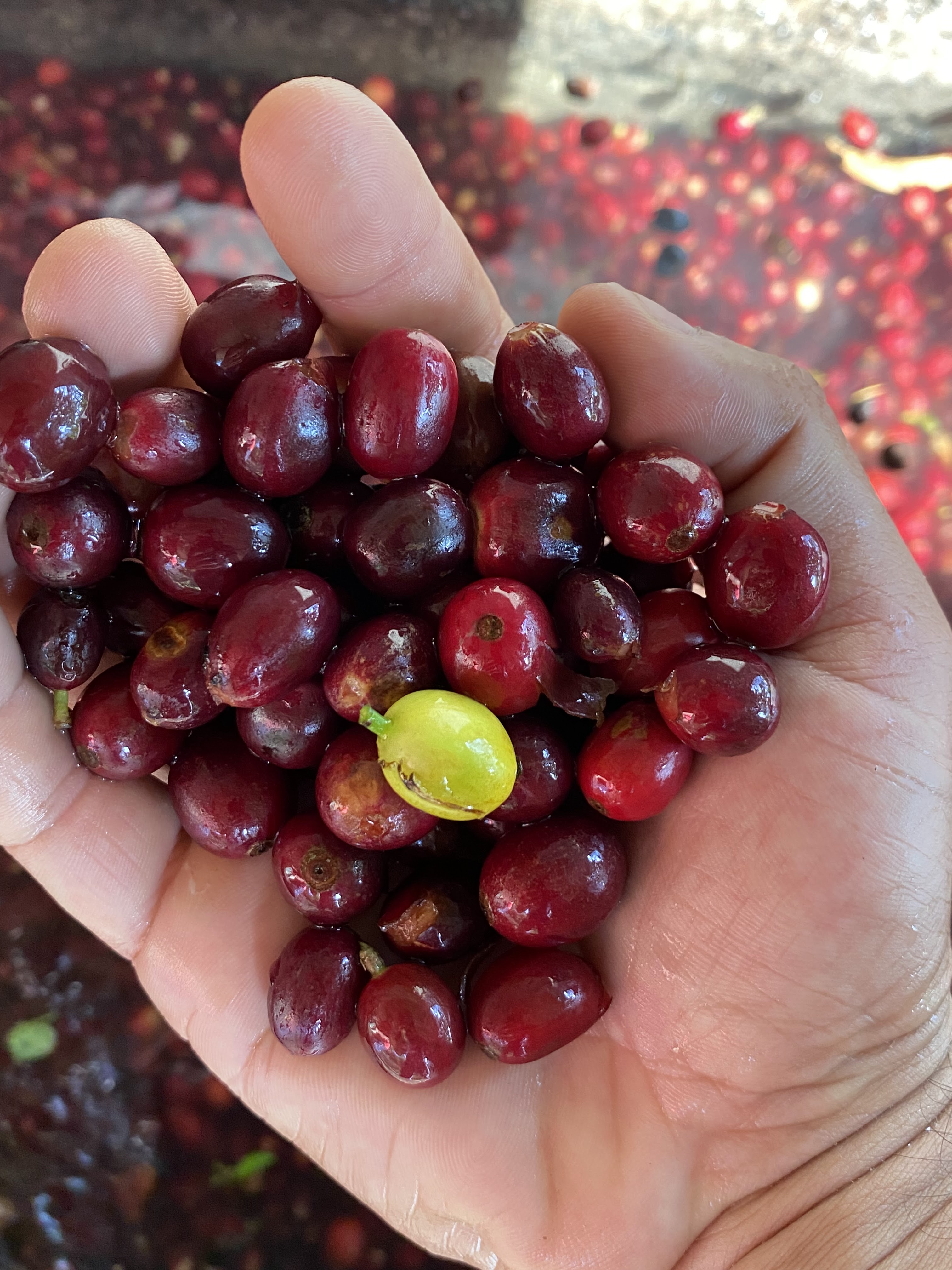 Café Cerros recién tostado, tueste medio