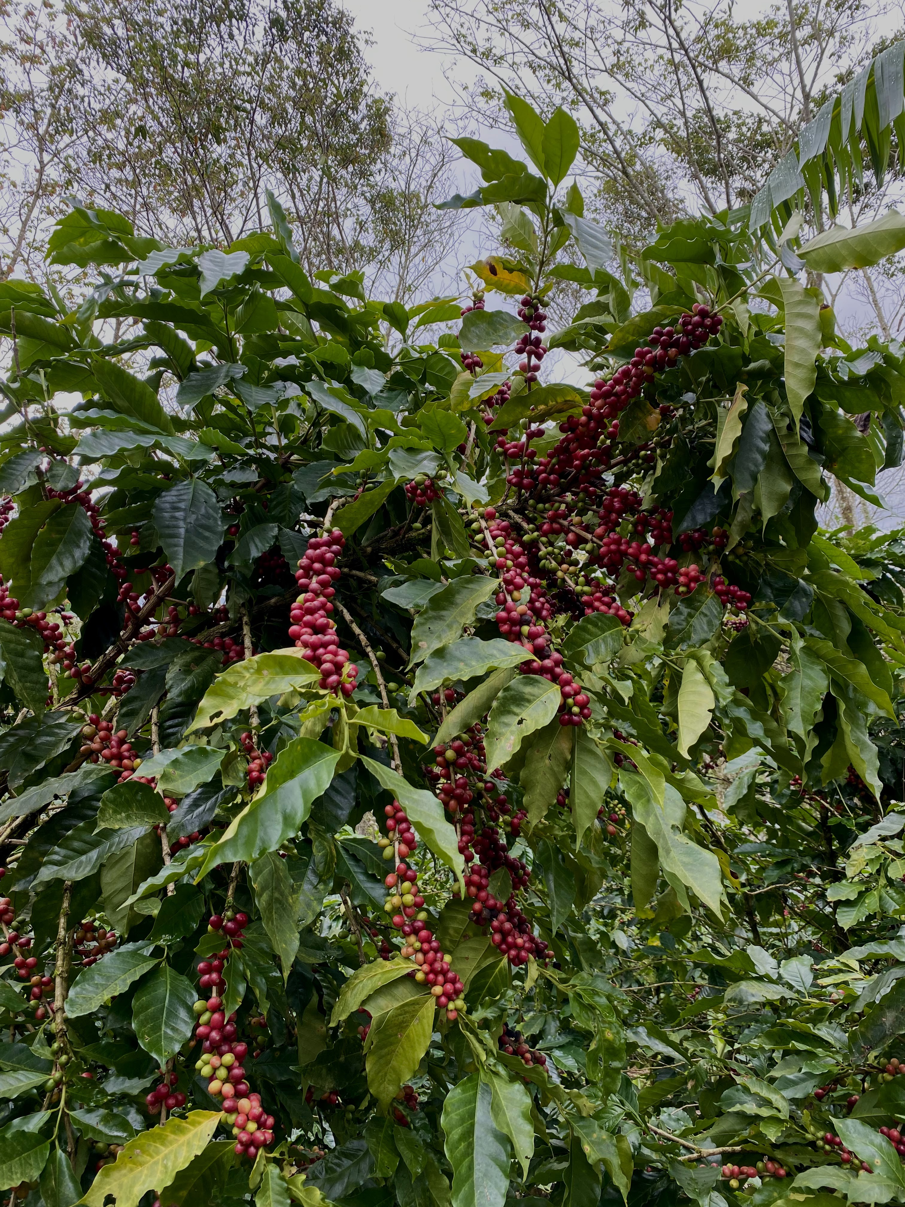 Planta de café con frutos en cafetal de Dipilto