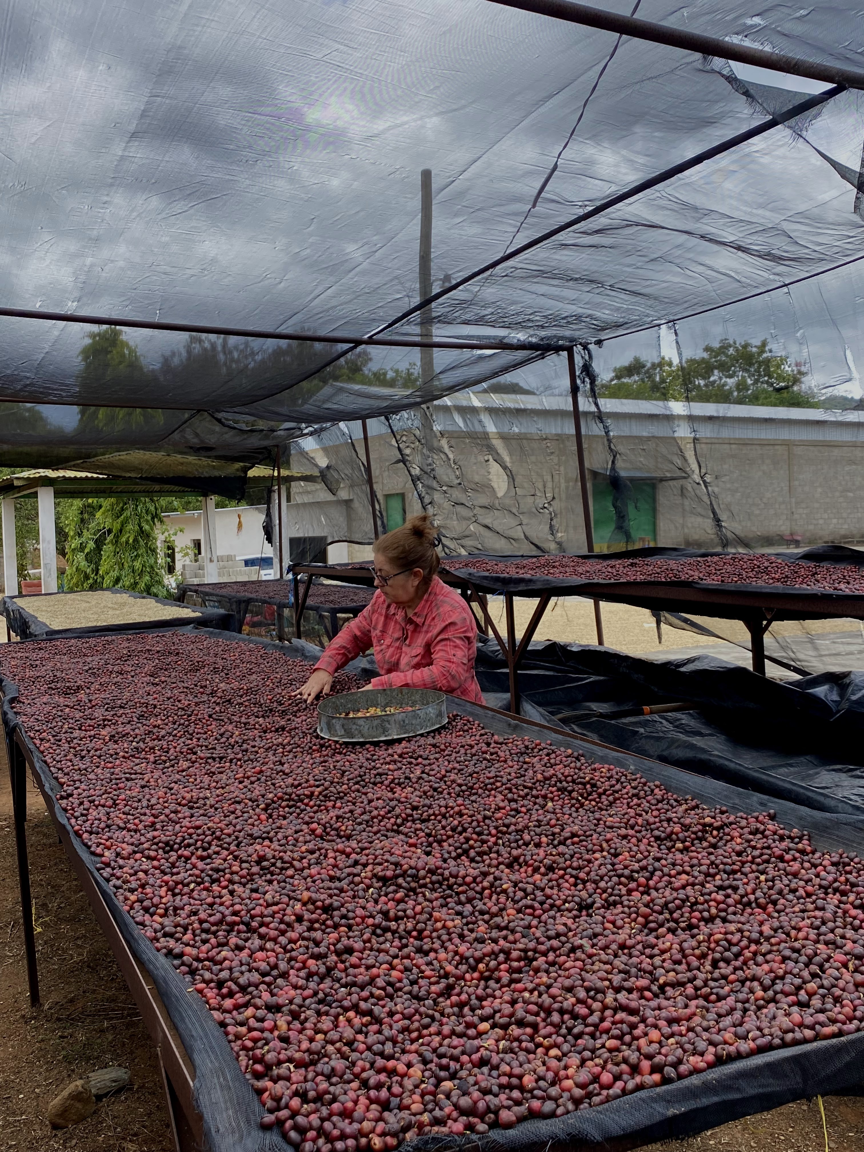 Granos de café de especialidad de Café Cerros