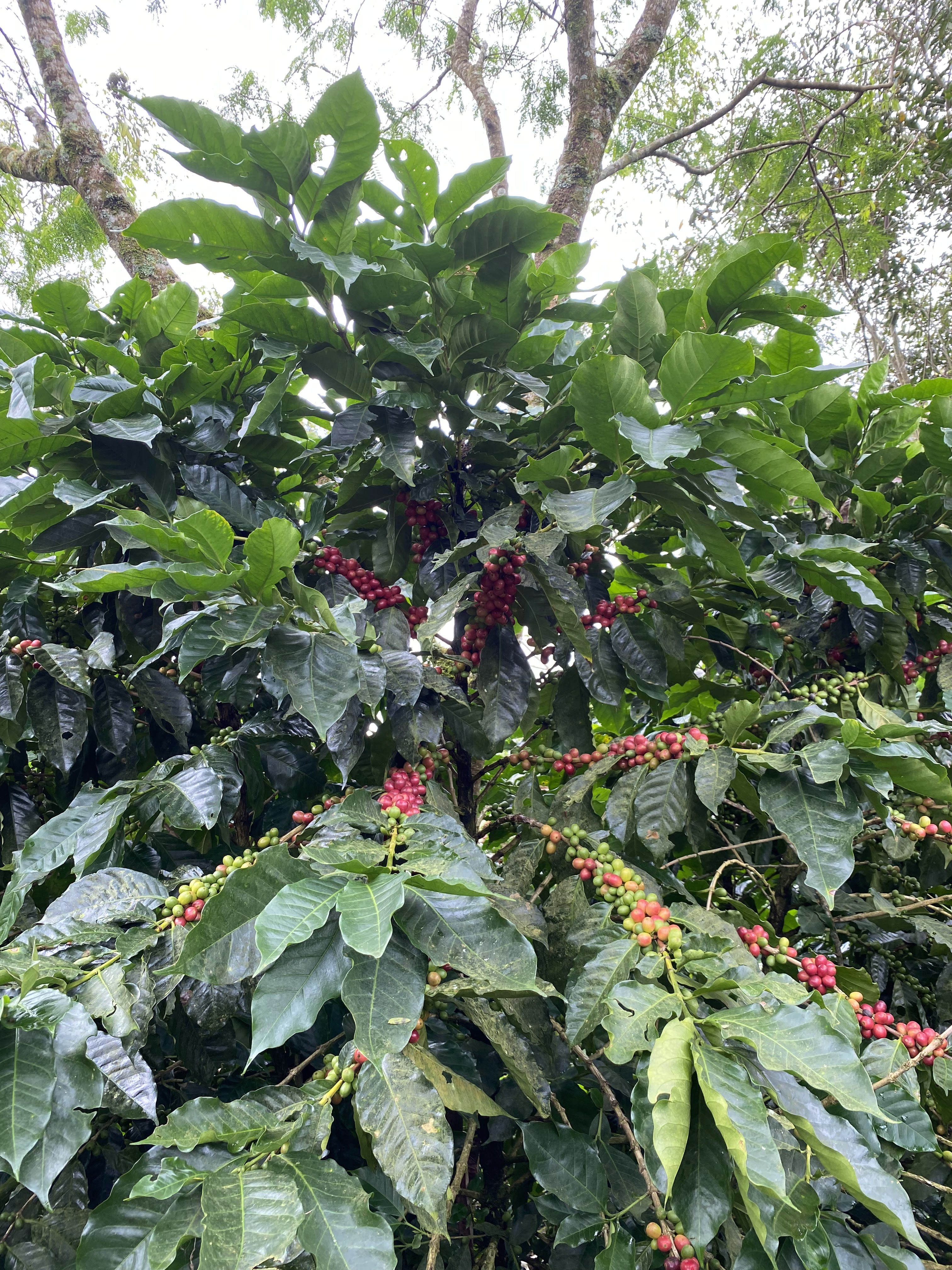 Cafetal en las montañas de Nueva Segovia, Nicaragua