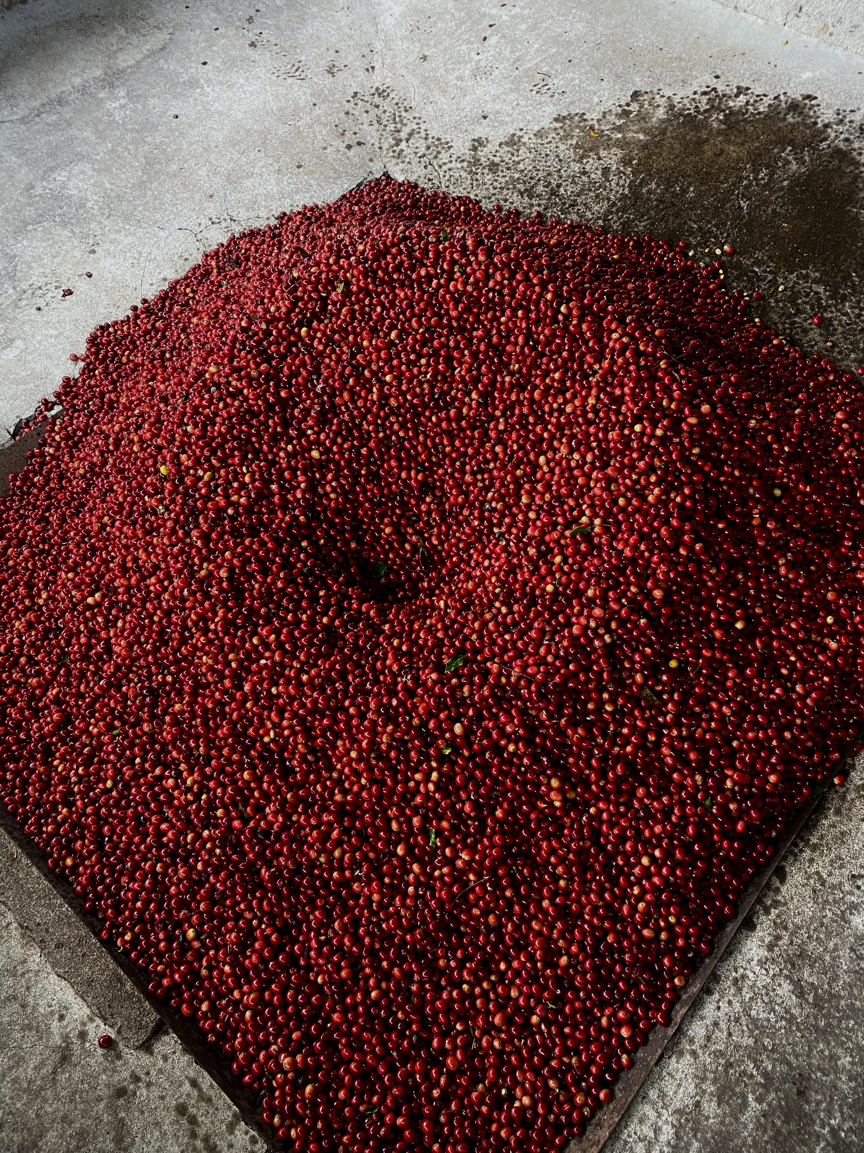 Cerezas de café maduro en Nueva Segovia