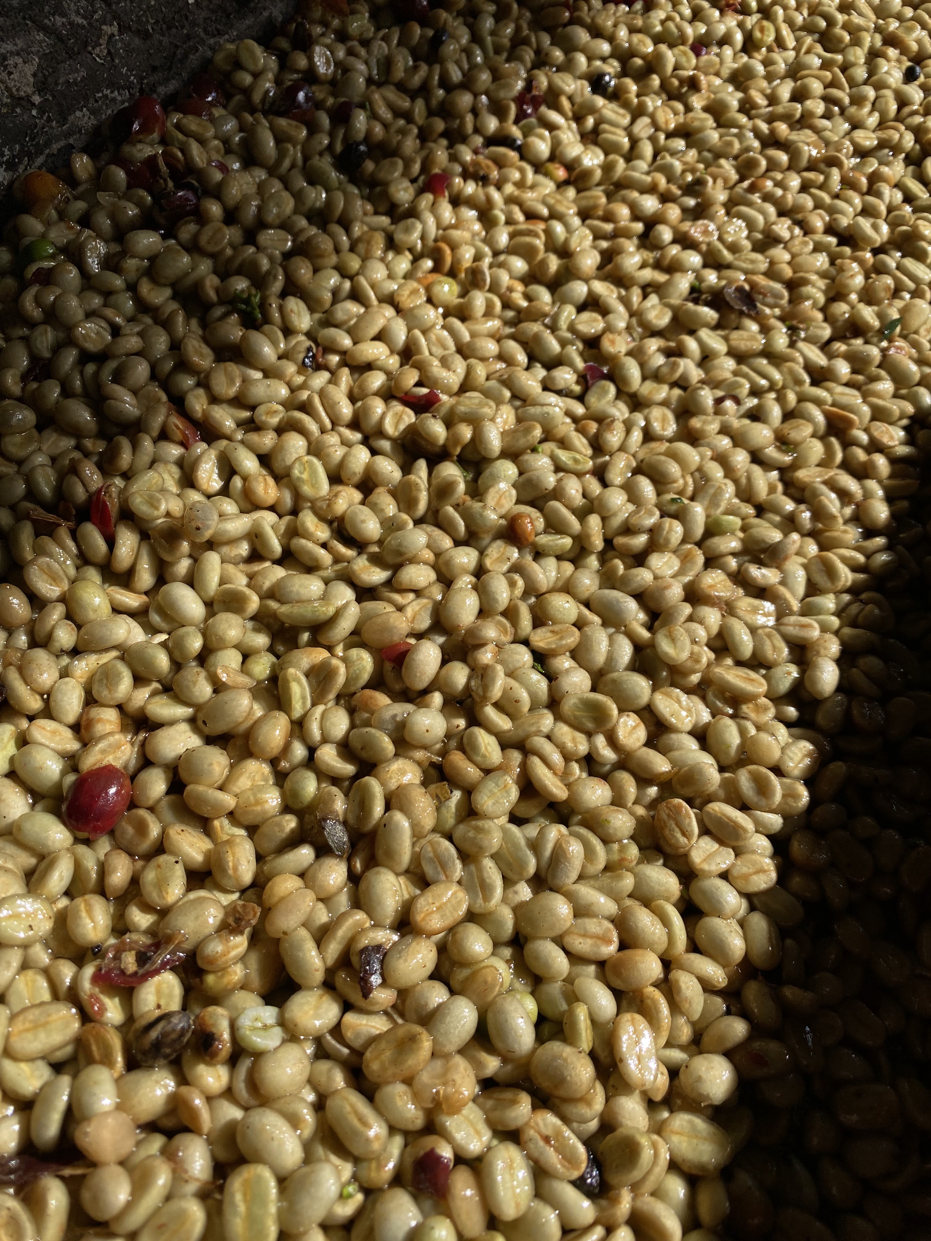 Granos de Café Cerros recién tostados, tueste medio