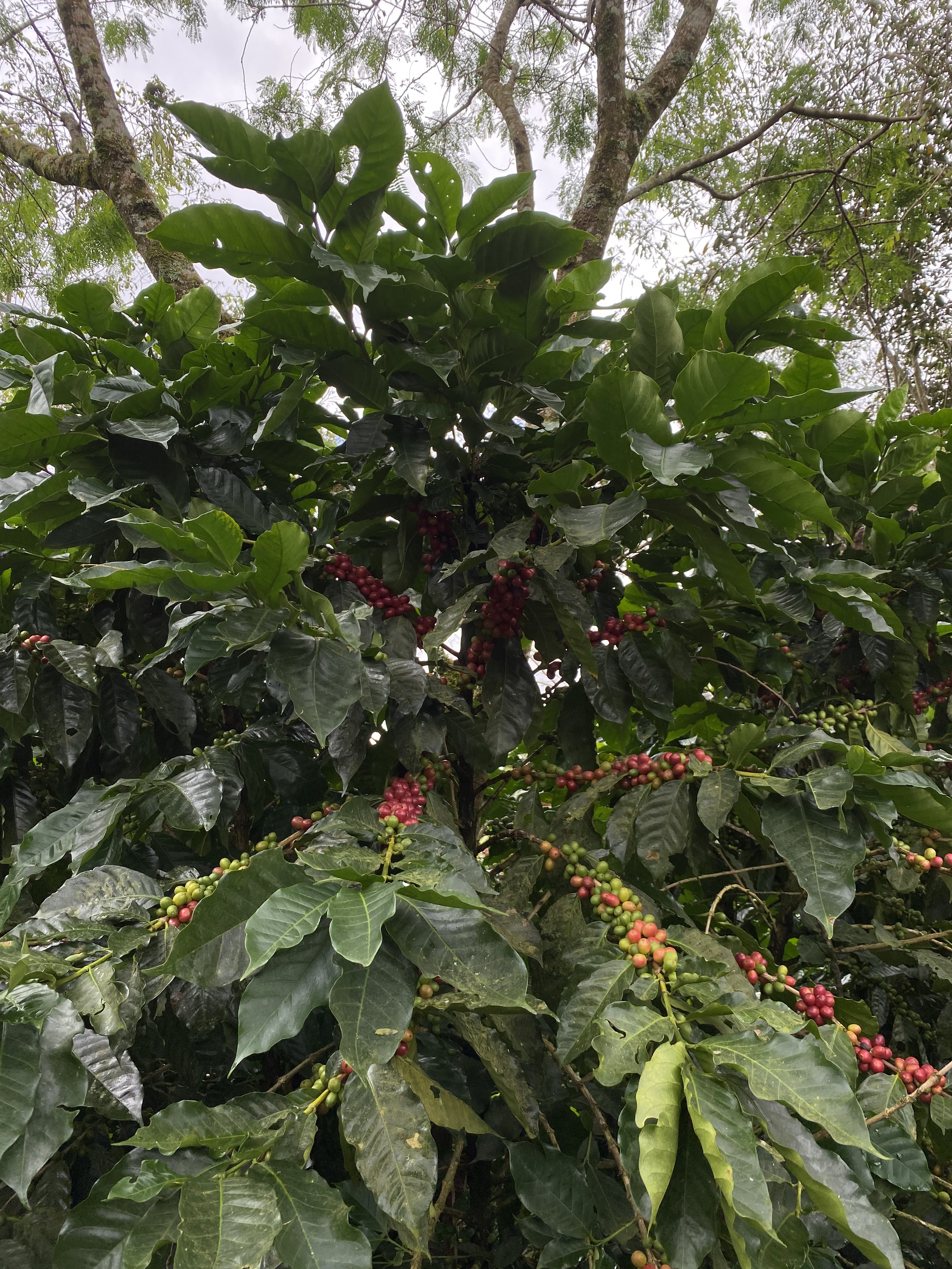 Selección manual de cerezas de café en Nueva Segovia