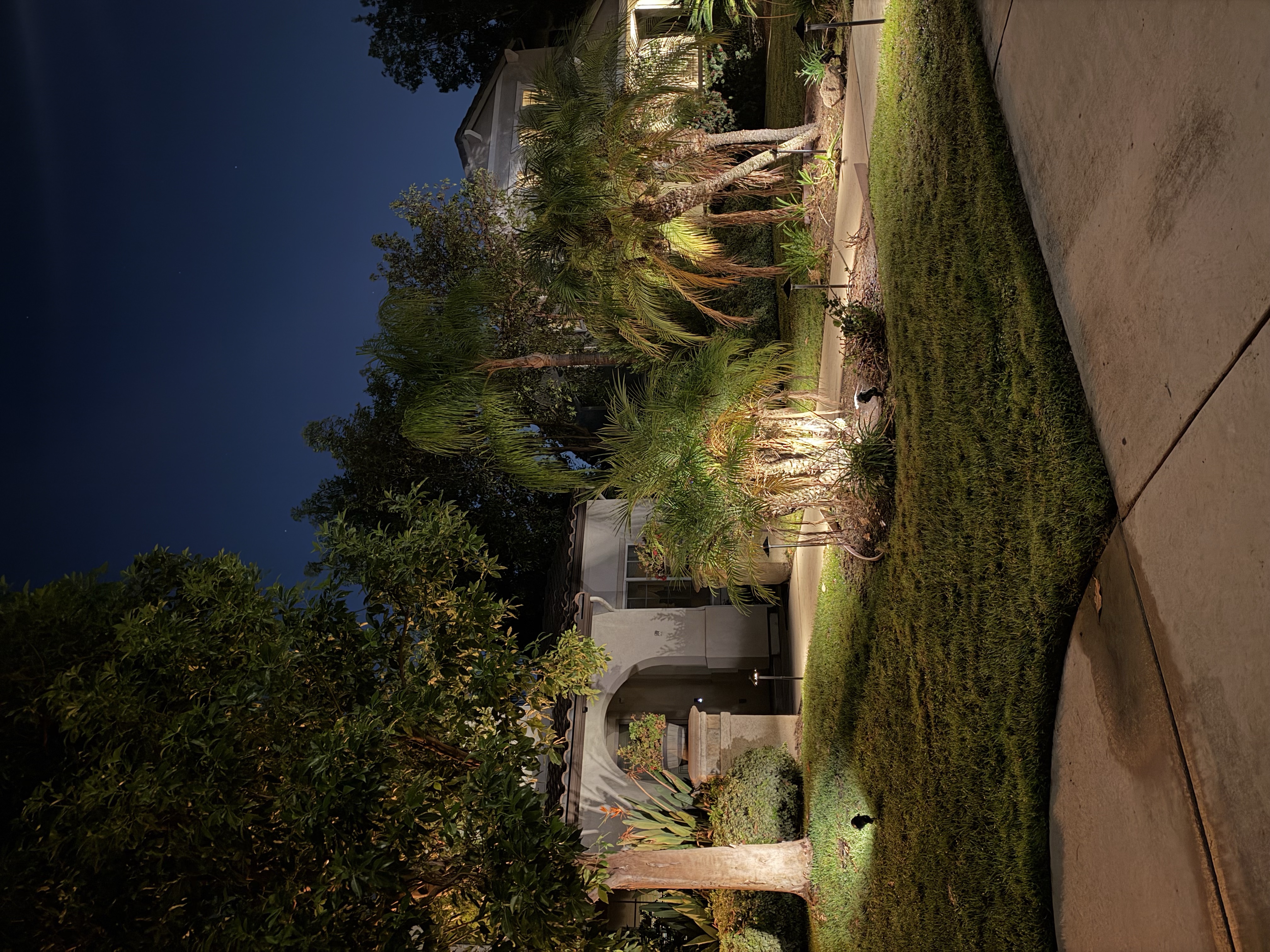 Golden amber palm landscape lighting