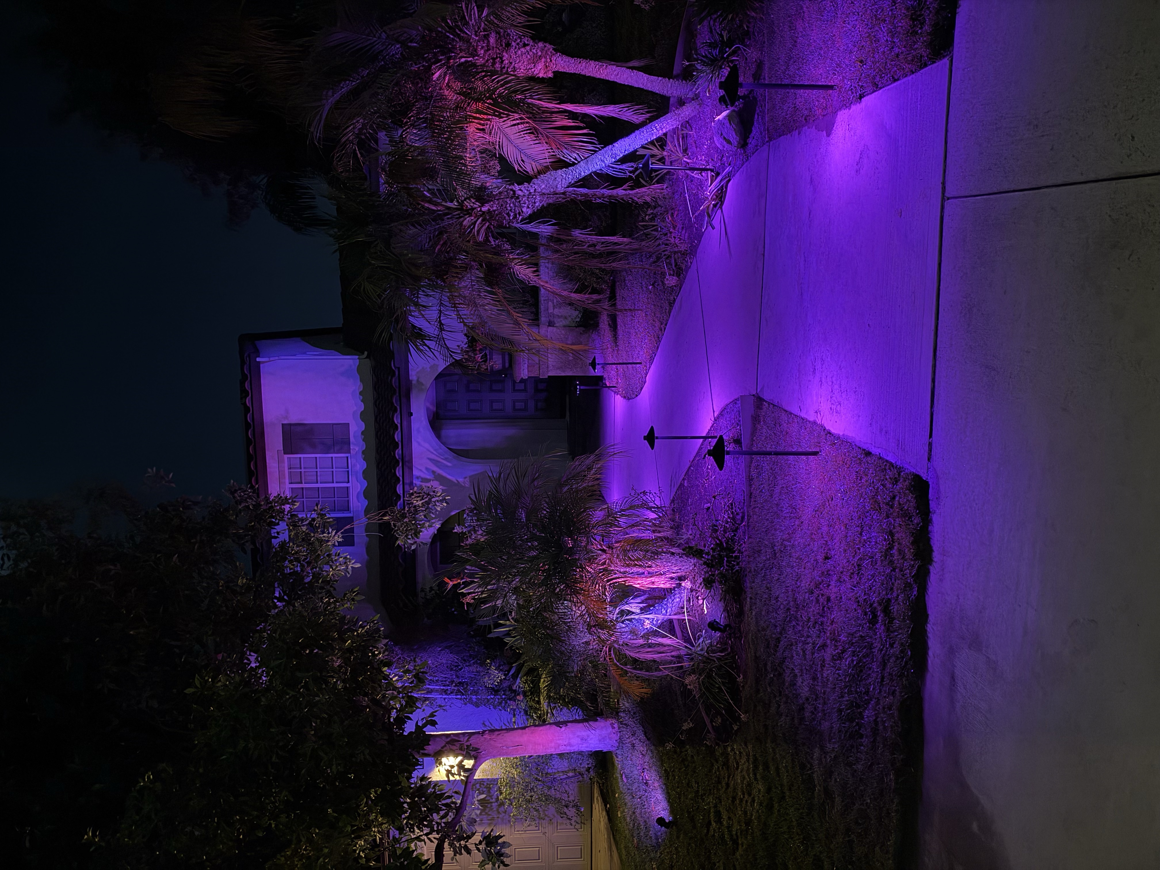Royal magenta palm architectural wash