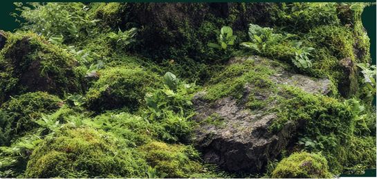 Ancient mossy forest boulders and wild woodland greenery