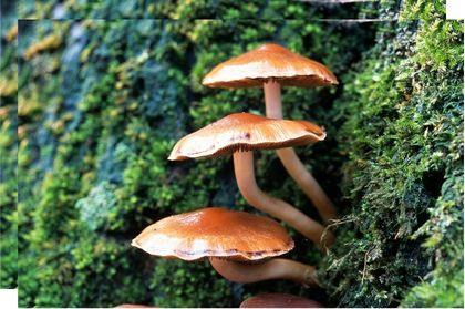 Wild woodland mushrooms growing on rich mossy bark