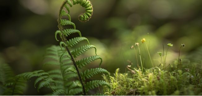 Unfurling wild fiddlehead fern in mossy forest