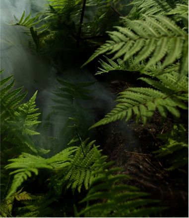 Lush woodland ferns enveloped in ethereal swirling mist