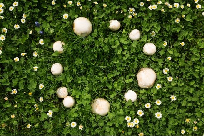 Natural fairy circle of white mushrooms and sweet wildflowers in clover