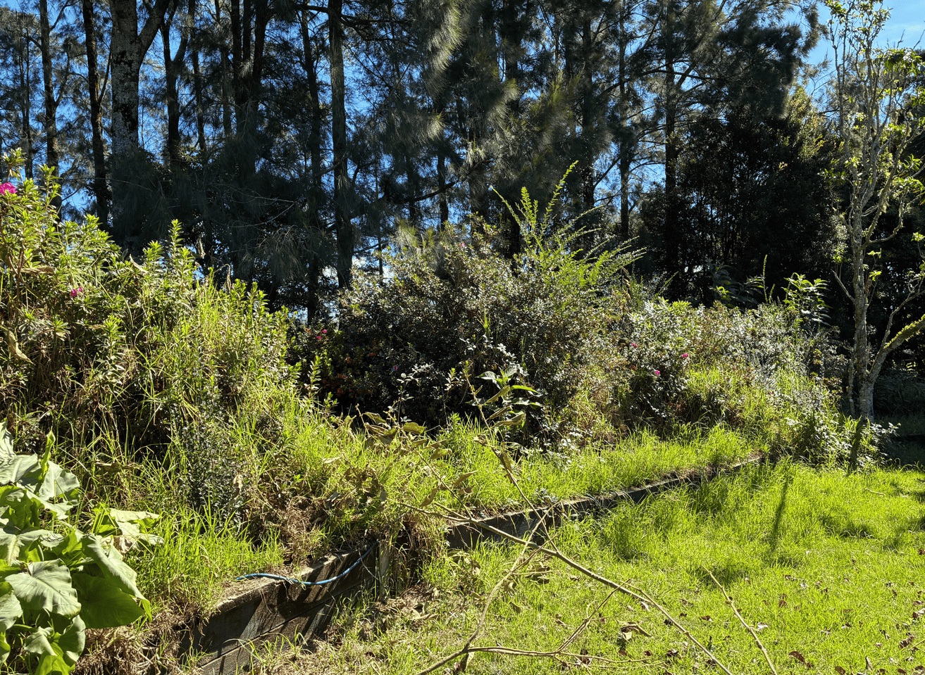 Dense overgrown trees and shrubs before pruning