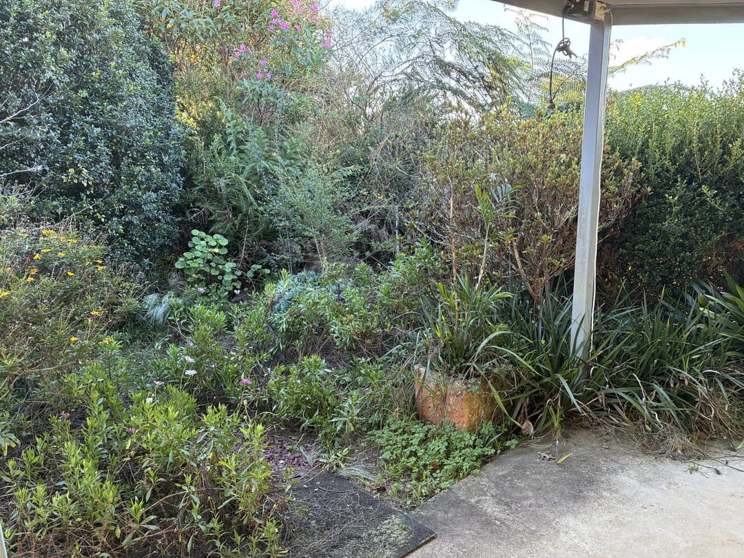 Garden area before clean up