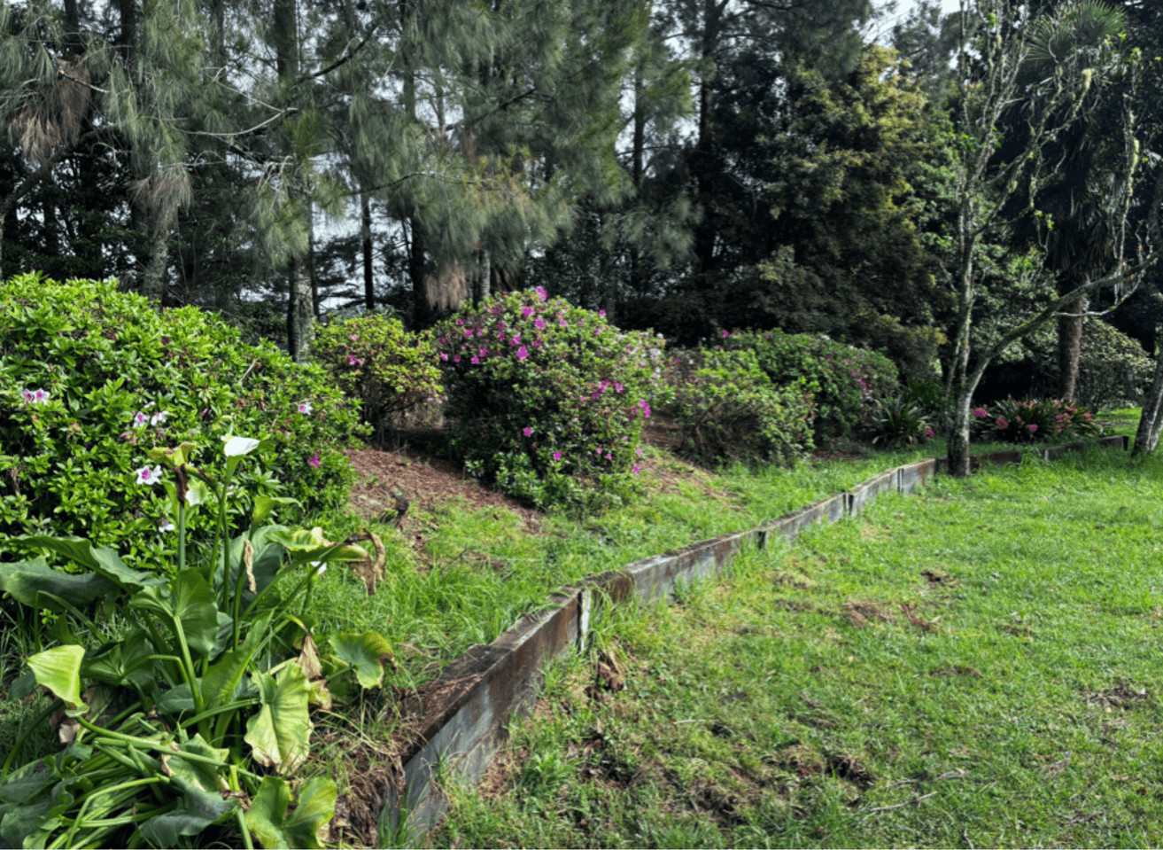 Neatly pruned trees and cleared ground after heavy pruning