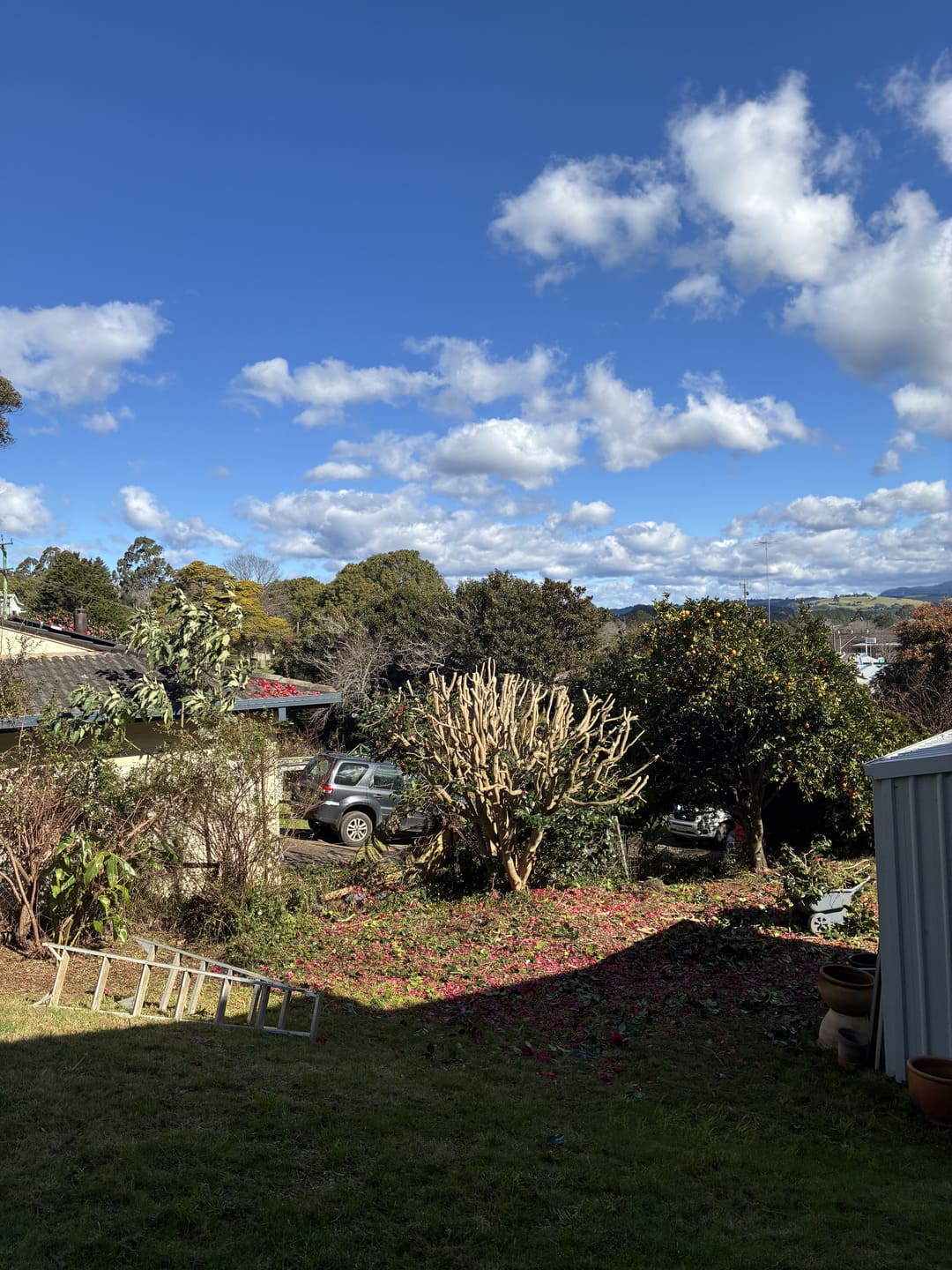 Flowering tree pruned back to branches
