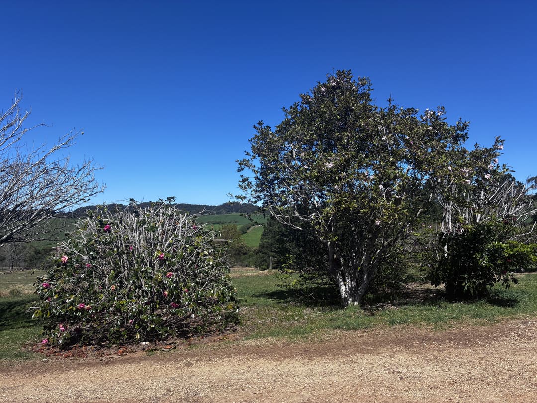 How often should pruning be done in the Northern Rivers climate?